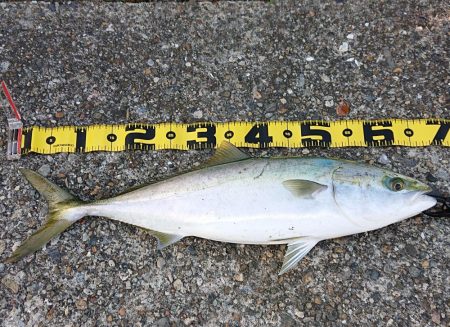 フラット狙いで