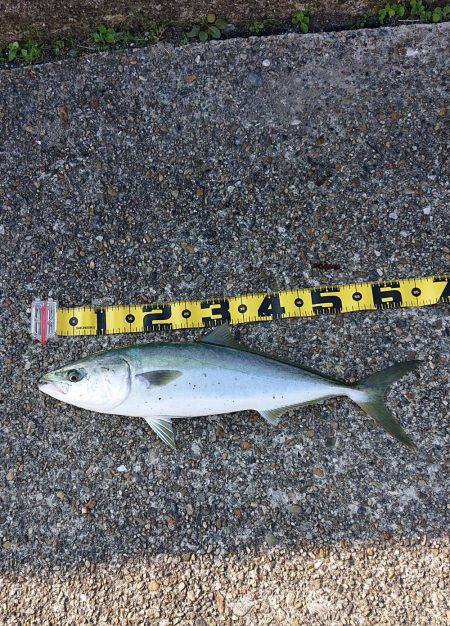 続・フラット狙いで