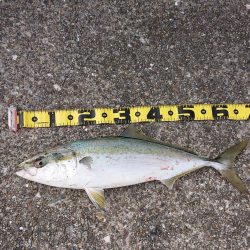 ヒラメに魅せられて