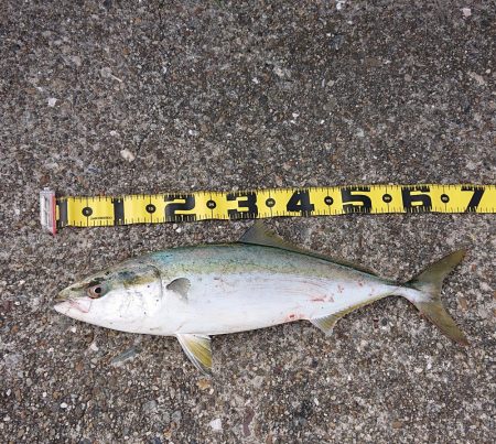 ヒラメに魅せられて