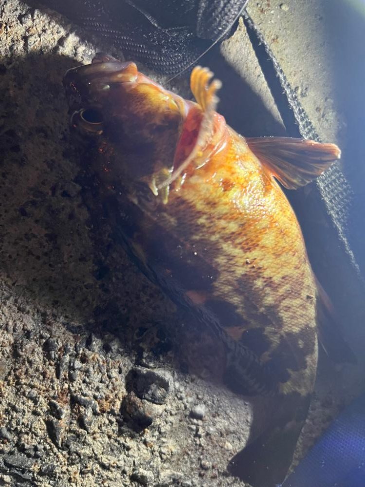 四日市ライトゲーム