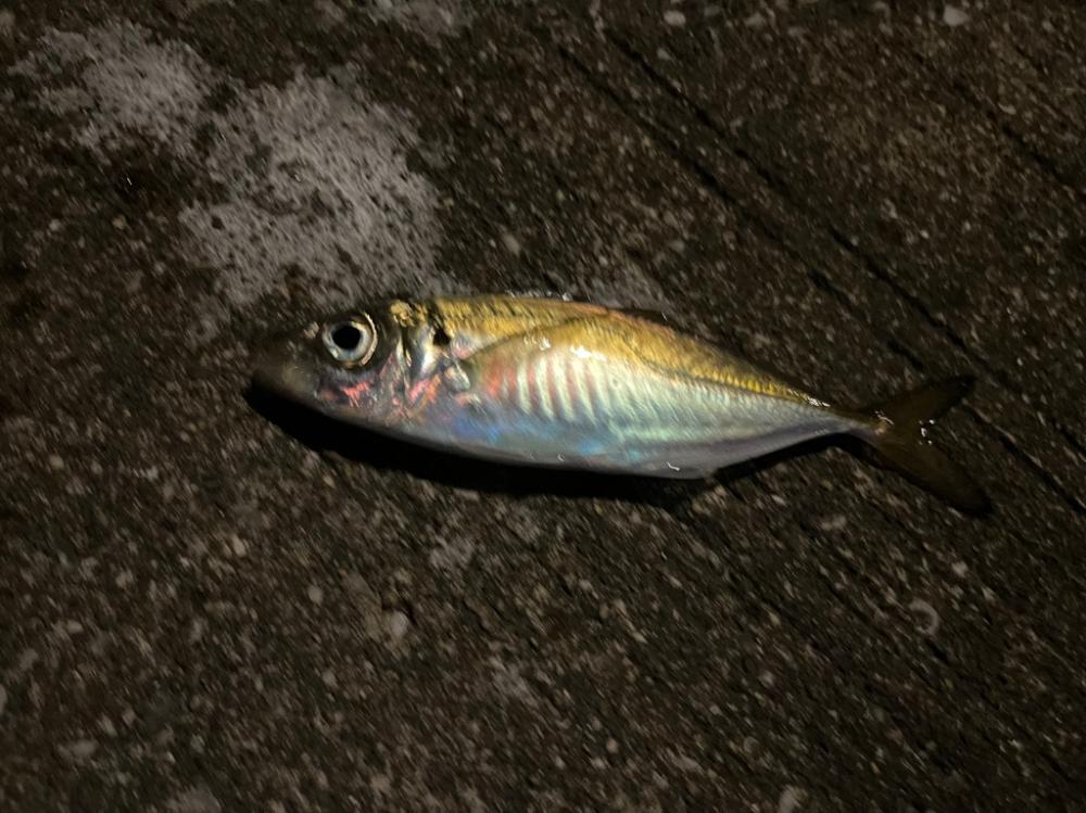 シーバス諦めてアジング