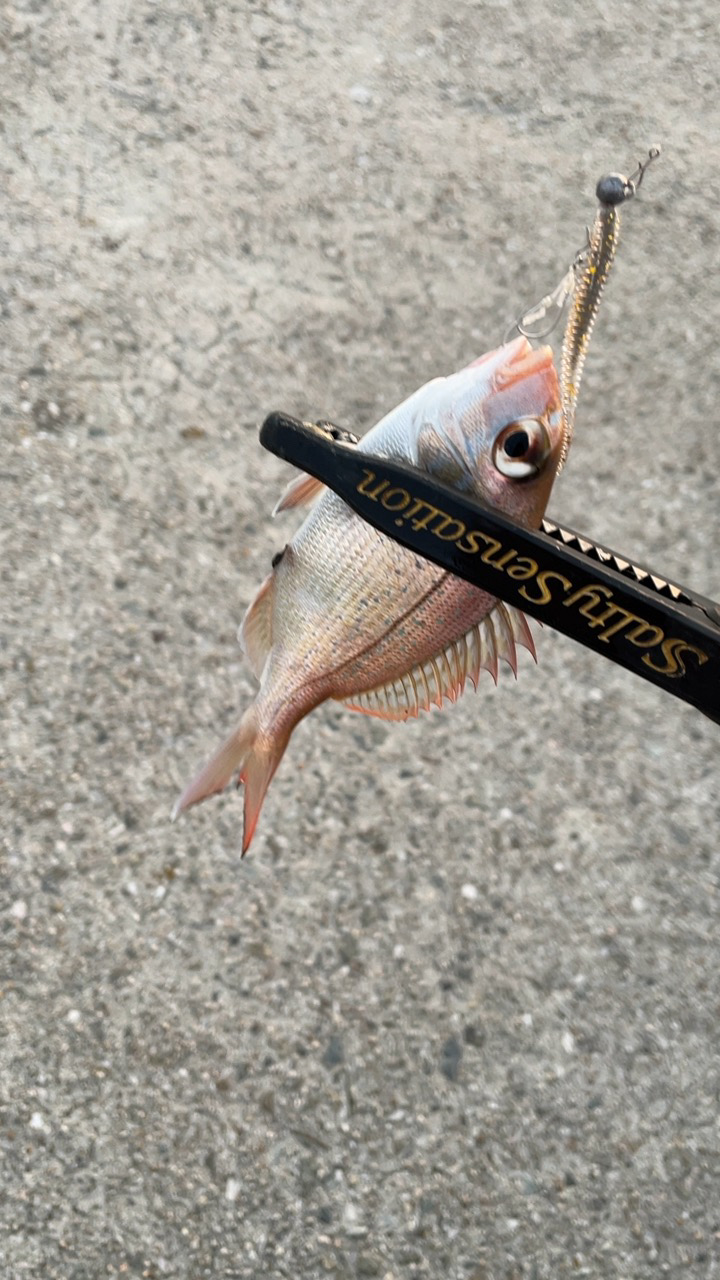 尺アジを探して