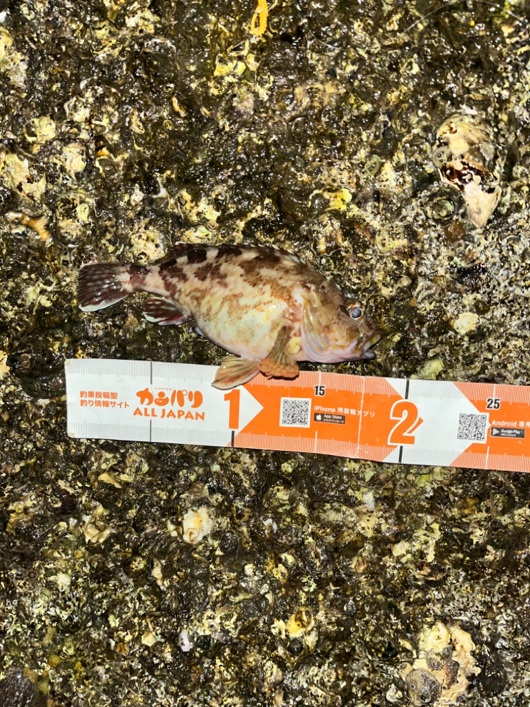 ガシラ活性高し