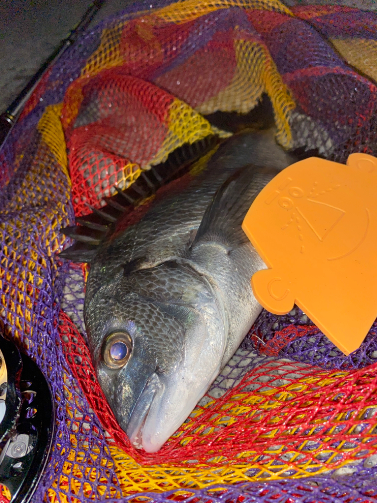 ヘチってきました