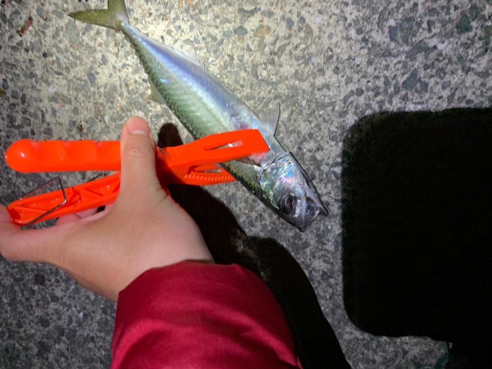 大サバ！！！