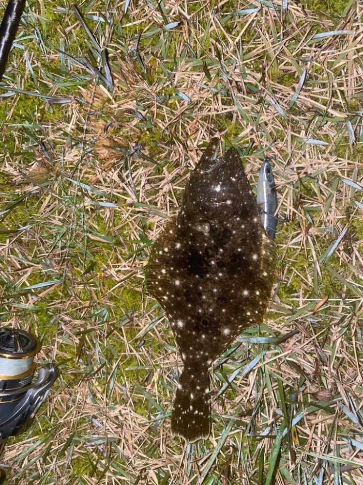 シーバス不調で子ヒラメ