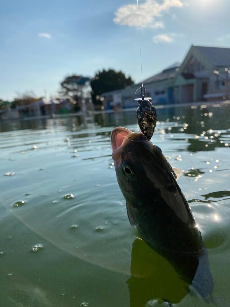 エリアトラウト　亀岡市