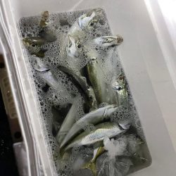 小雨のアジング