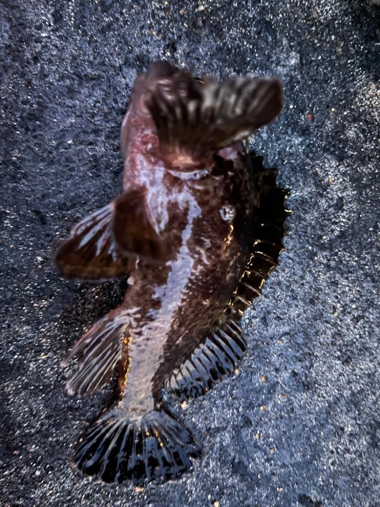 根魚ライトゲーム