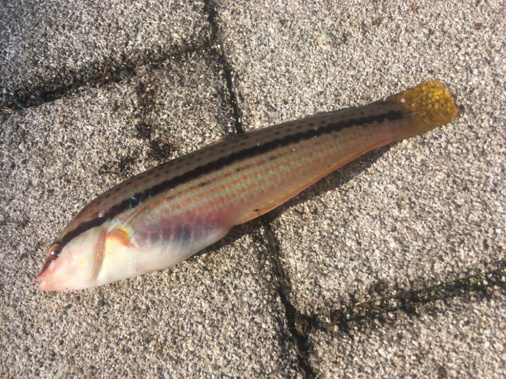 青物狙いと五目釣り