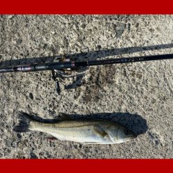 釣り開始から風が強く吹き