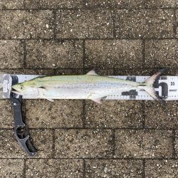 水潮タフコン。青牙2本。。