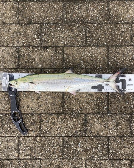 水潮タフコン。青牙2本。。