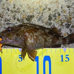 ライトロックフィッシュでガシラ