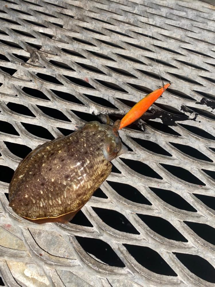とっとパーク小島！エギング釣行