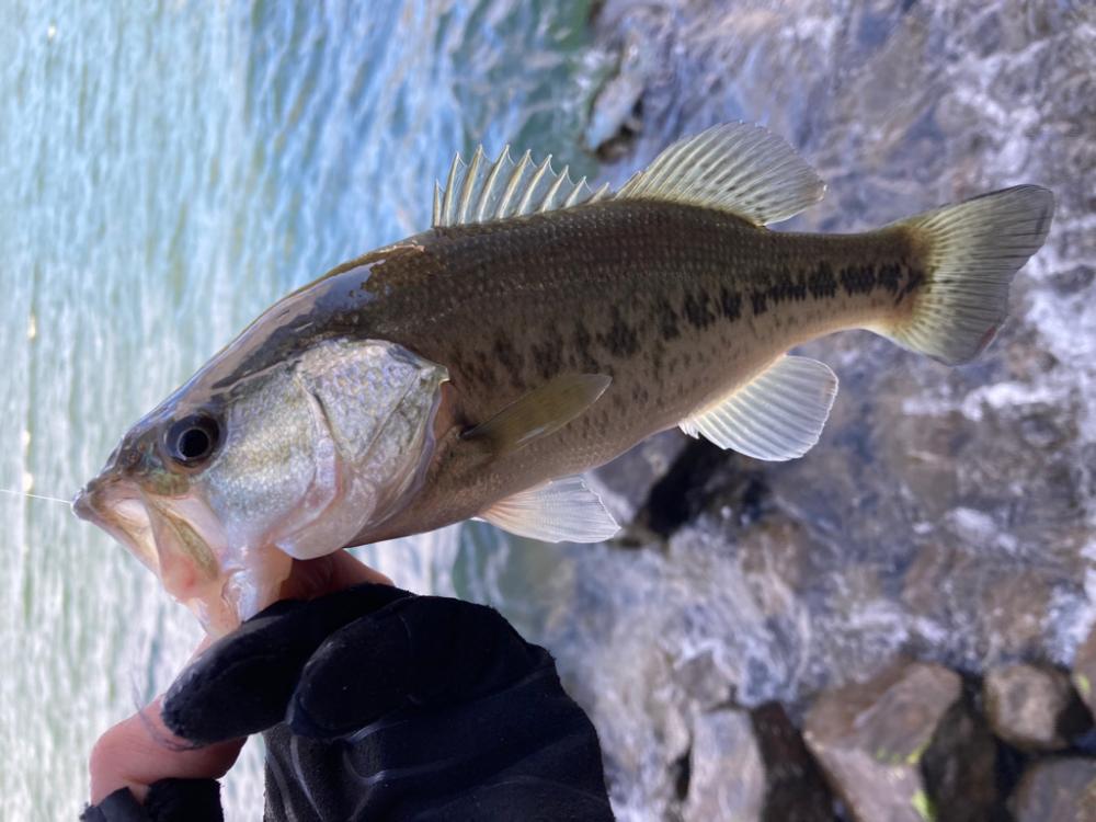 残りウィードを見つければ2桁釣果