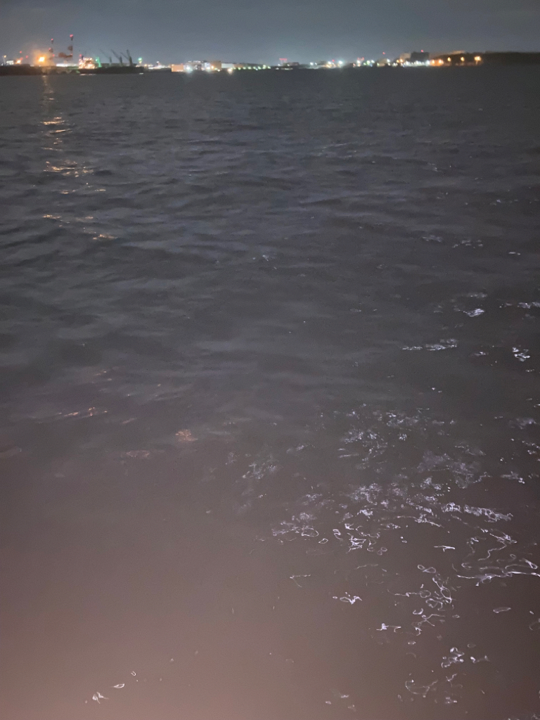 ⭐︎南港産タチウオ