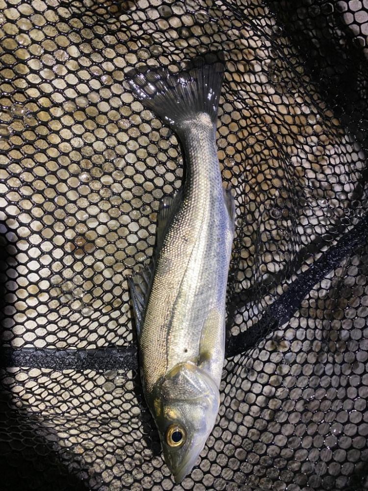 ライトゲームでシーバス