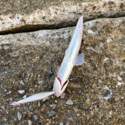 サゴシ&エソ祭り