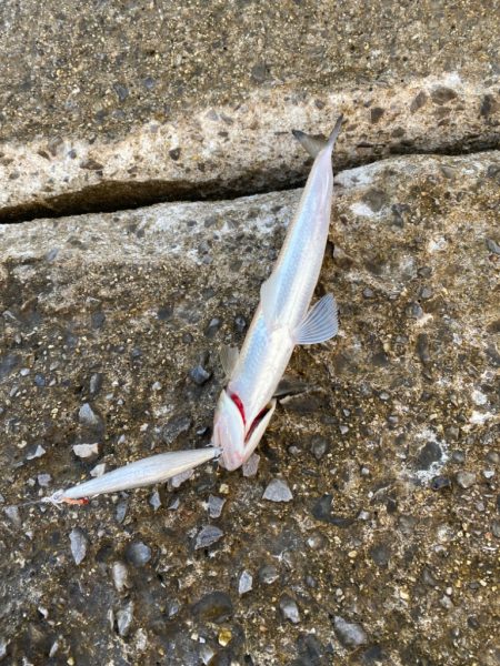 サゴシ&エソ祭り