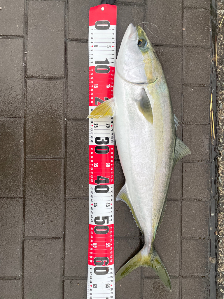 久しぶりの南港、シーサイドコスモッ❗️