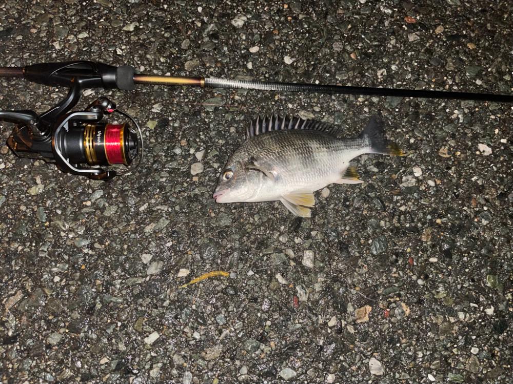 今日は逃げずにシーバスゲーム