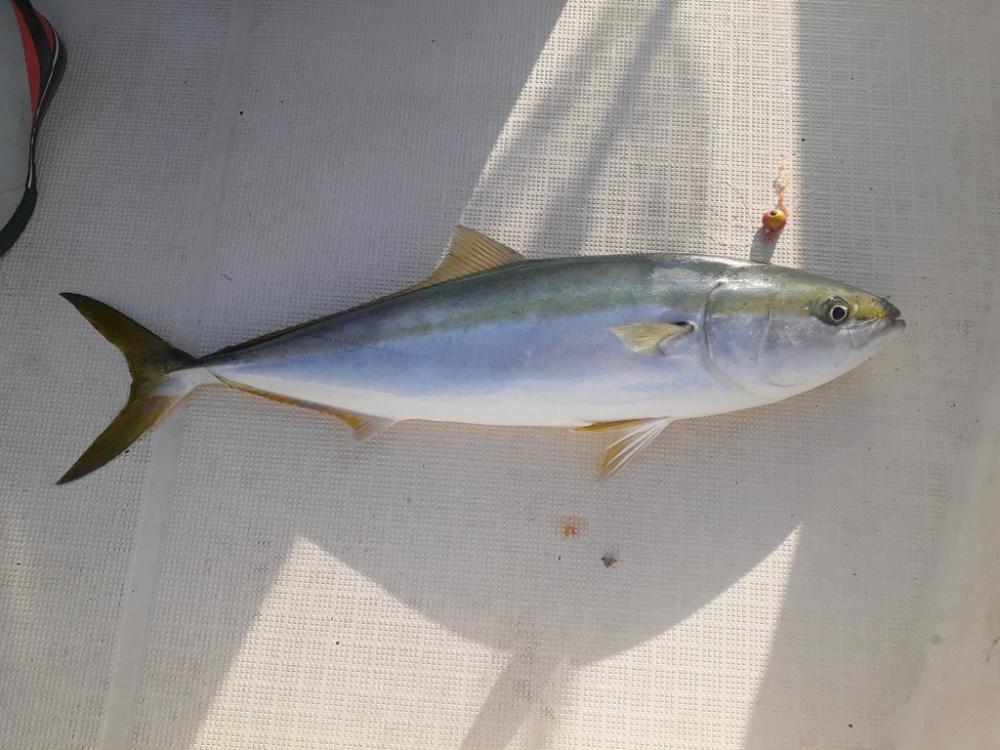 タイラバでまさかの