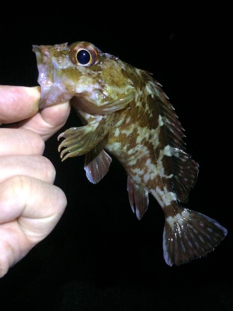 ベイトタックルでガシラ