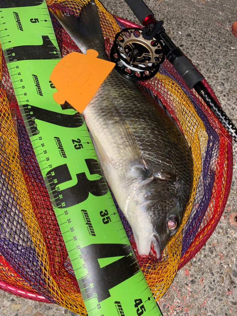 ヘチってきました