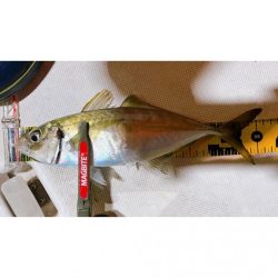 和歌山ボートアジング