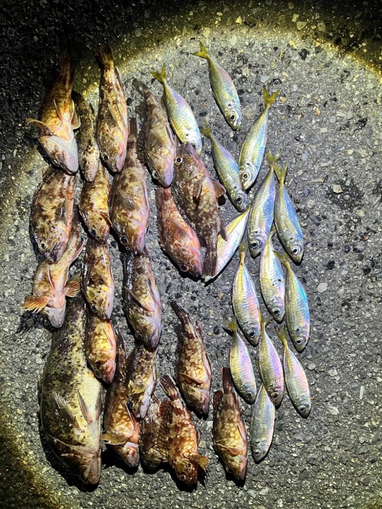 メバリング調査！！