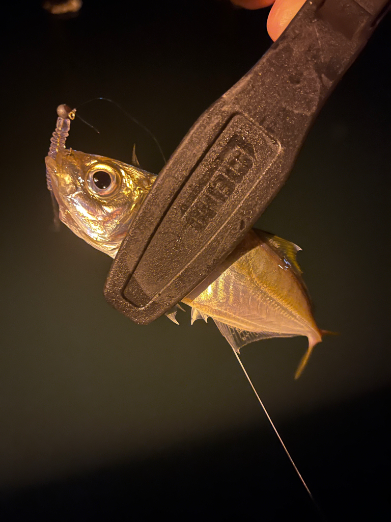 アジはどこへ!?