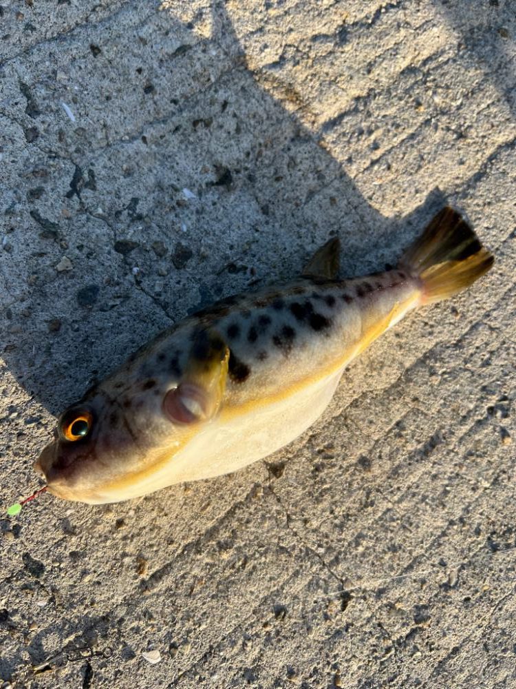 ヒイカを探して結局…