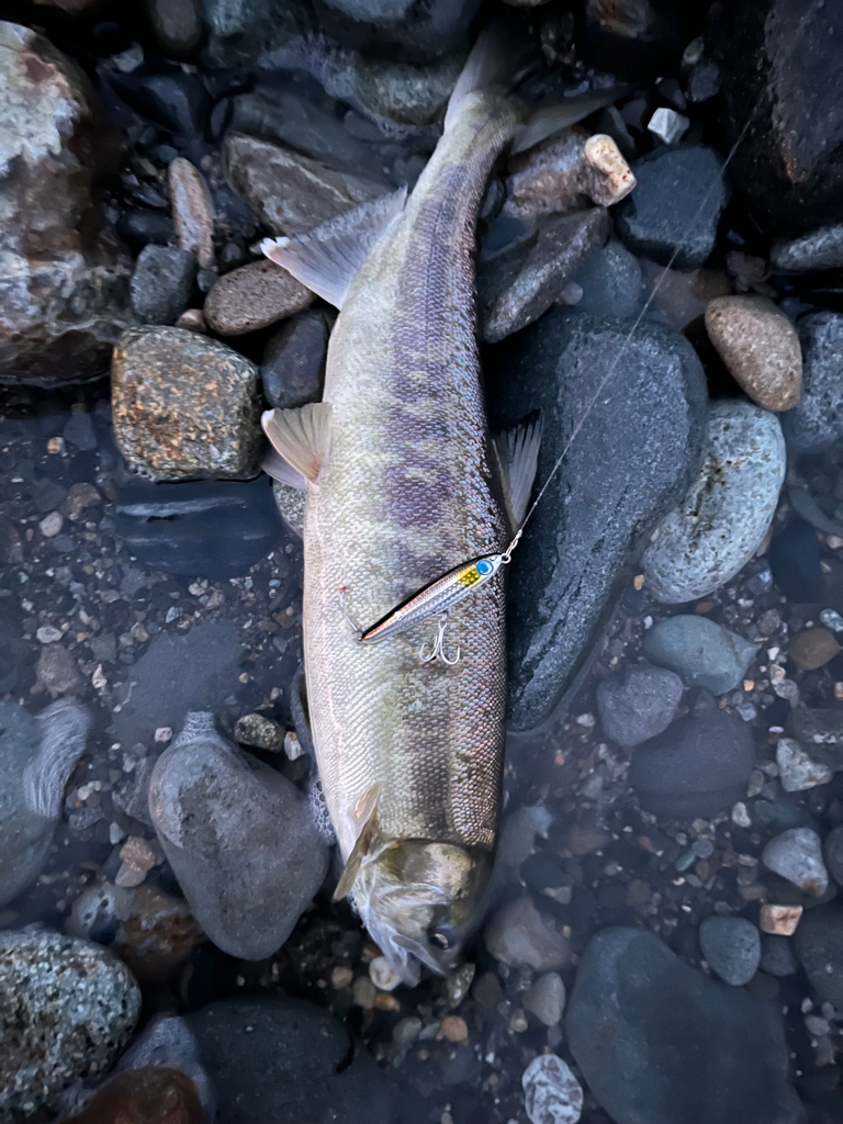 釣れてはいけない魚が