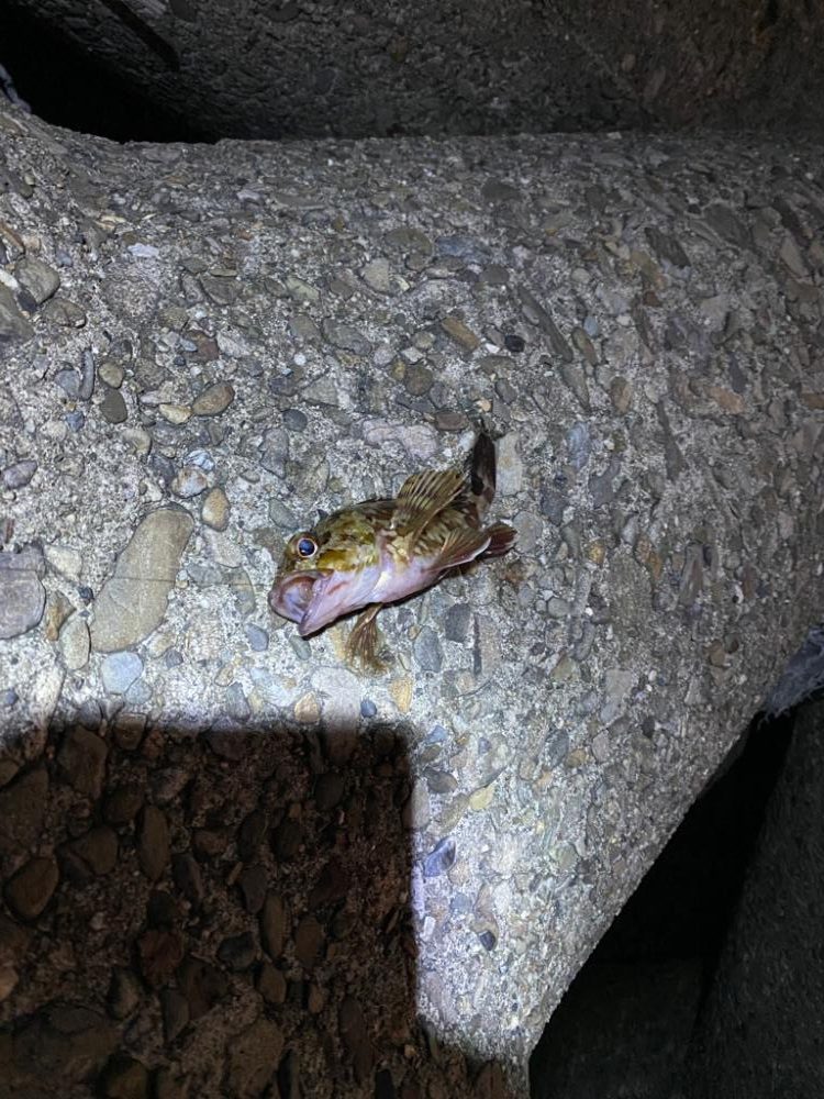 やっぱり楽しいわー