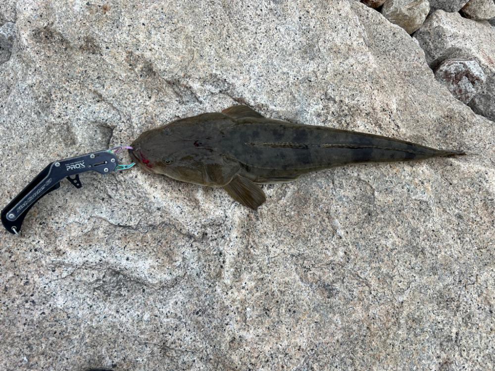 コノシロはまだ入ってなさそう