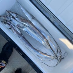 タチウオジギング