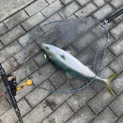 湾奥コスモ大潮初日。青牙サゴシ54cmギリメジロ65cm。。