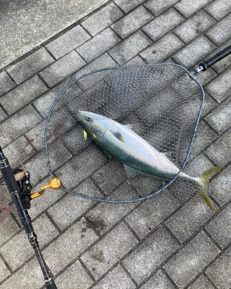 湾奥コスモ大潮初日。青牙サゴシ54cmギリメジロ65cm。。