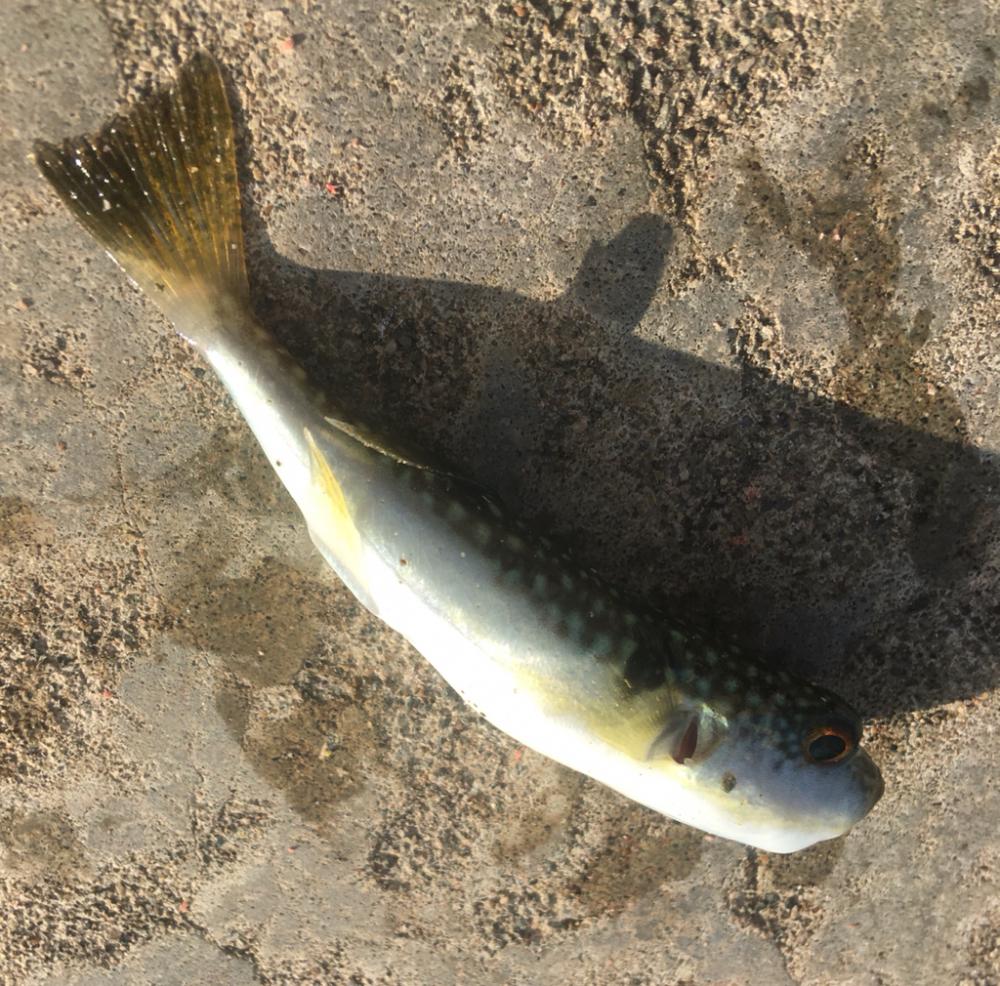 心残りの日本海
