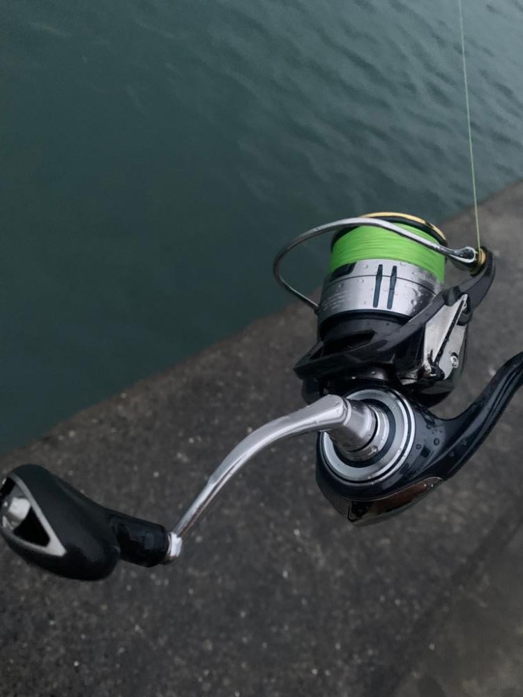 足元の主！でかアコウ