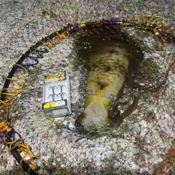 アオリイカ釣り