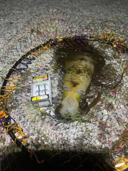 アオリイカ釣り