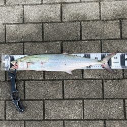 湾奥激渋。青牙秋サゴシ57cm。。