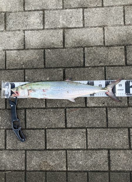 湾奥激渋。青牙秋サゴシ57cm。。