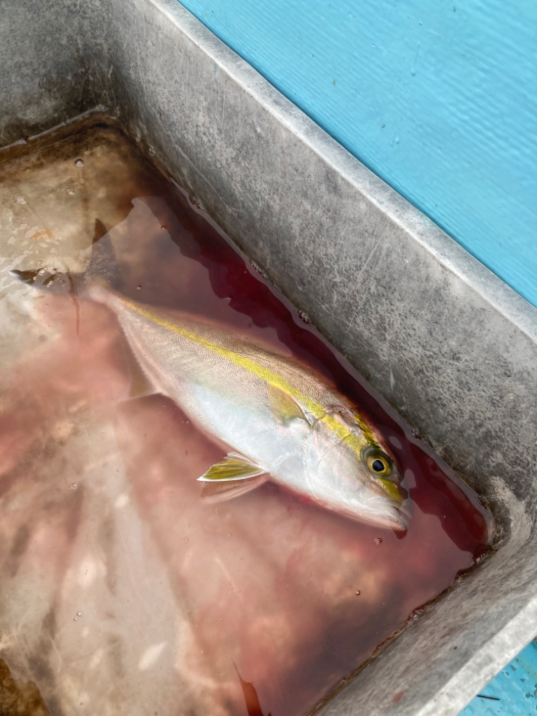 タイラバ五目でアカハタ