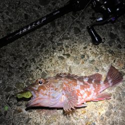 アコウ狙い　40UP釣りたい