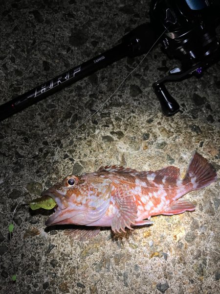 アコウ狙い　40UP釣りたい