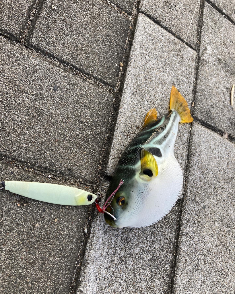 青牙カッター喰らうも。青牙リベンジ55cm。。